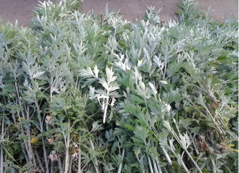 華展貓先生，端午節(jié)，垃圾分類